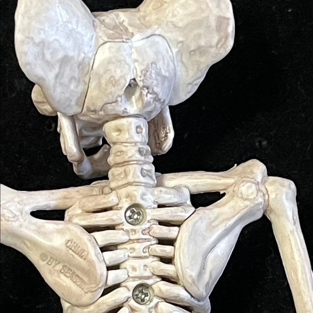 Natural Bat Skeleton Reptile Decor - Cream
